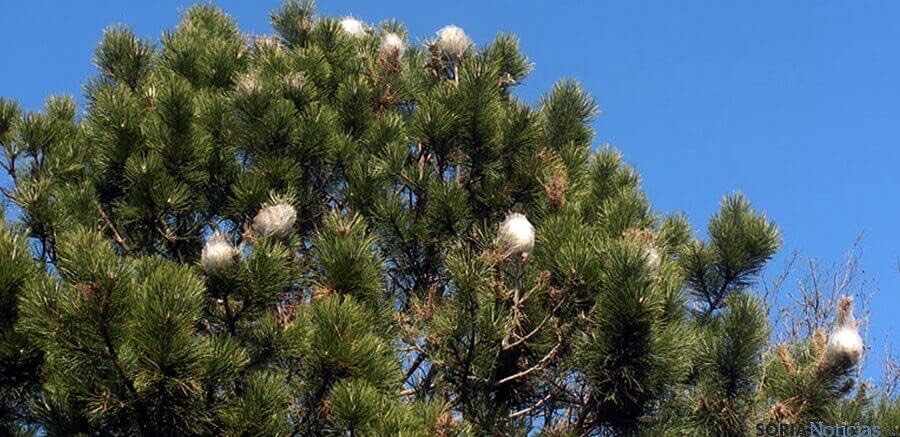 Eliminamos nidos de oruga procesionaria